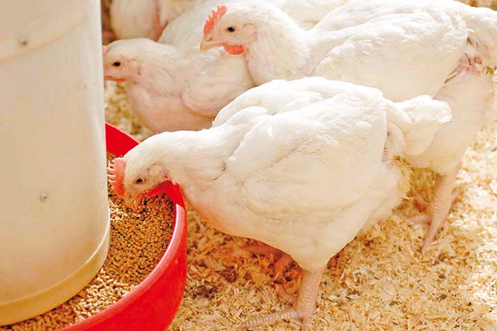 Great Dyke Farmers Center In partnership with Feed mix private limited  to Host Poultry Training Workshop for Farmers