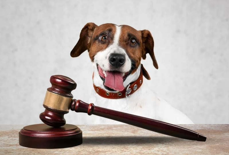 Tongogara RDC Orders Residents to Confine Dogs Ahead of Stray Dog Removal Exercise