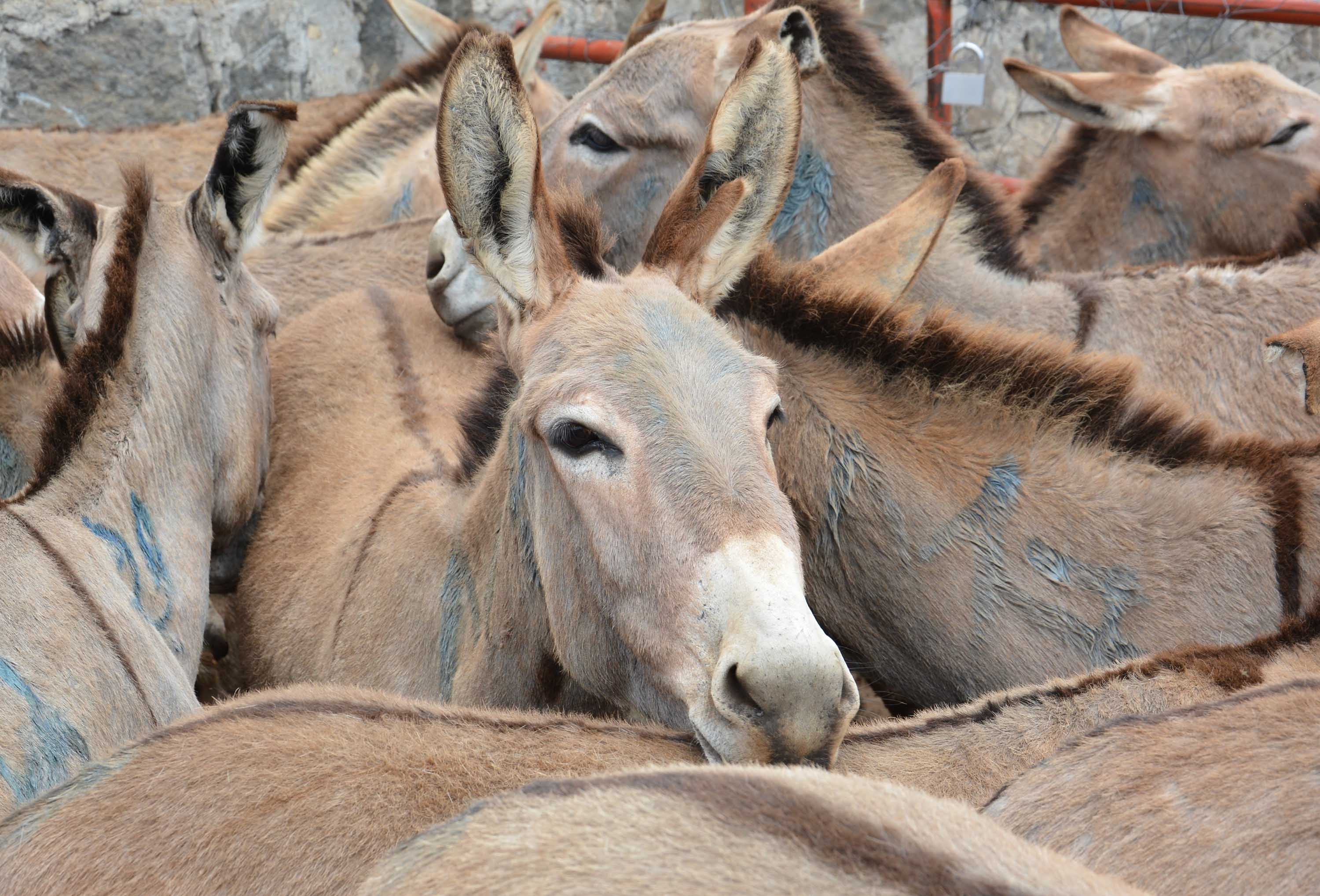 Villagers cry foul over rising livestock theft cases in Chief Mafala Area